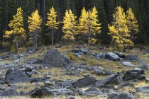 Árvores de Aspen em rochas — Fotografia de Stock