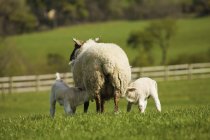 Lambs Nursing From Mother Sheep — Stock Photo
