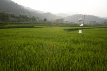 Agricultural Fields; Indonesia — Stock Photo
