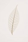 Transparent Leaf on white — Stock Photo
