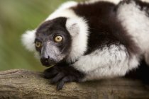 Lémurien à volants noir et blanc — Photo de stock