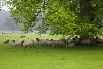 Pecore al pascolo sull'erba — Foto stock