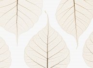 Folhas transparentes em camadas — Fotografia de Stock