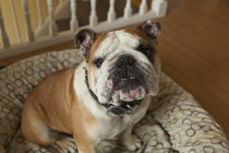 Bulldog inglês puro-sangue — Fotografia de Stock