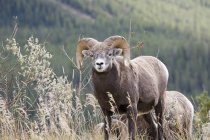 Bighorn mouton bélier — Photo de stock