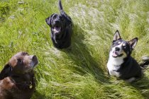 Три собаки в траве — стоковое фото