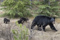 Negro oso con cachorros - foto de stock