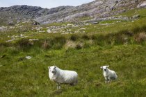 Ovelhas pastando na grama verde — Fotografia de Stock