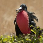 Frigatebird com bolsa de garganta — Fotografia de Stock