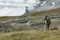Овцы Бигхорн на лугу — стоковое фото