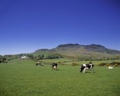 Pastoreo de ganado lechero - foto de stock