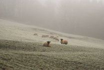 Ovejas sobre hierba helada en la niebla - foto de stock