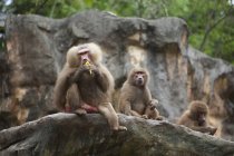 Babuíno come frutas no jardim zoológico de Singapura — Fotografia de Stock
