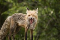Красный лис в Национальном парке принца Альберта — стоковое фото