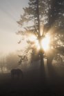La luz del sol a través de árboles en la granja - foto de stock