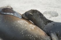 Seal Lions sdraiato sulla spiaggia di sabbia — Foto stock
