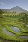 Campos de arroz; Jatiluwih, Bali, Indonésia — Fotografia de Stock