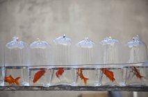 Plastiktüten mit Goldfischen — Stockfoto