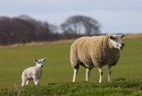 Pecora e agnello in piedi su erba — Foto stock