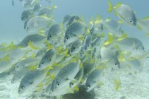 Жовто білохвоста важку риби — стокове фото