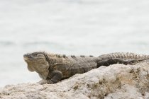 Iguana verde crogiolarsi sulle rocce — Foto stock