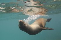 Seelöwe schwimmt unter Wasser — Stockfoto
