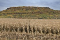 Couper le maïs dans le champ en automne — Photo de stock