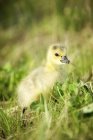 Gosling de pé na grama verde — Fotografia de Stock
