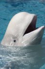 Beluga Whale on water surface — Stock Photo