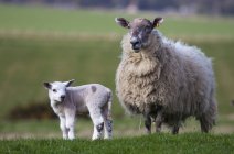 Moutons et agneau Debout dehors — Photo de stock