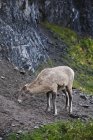 Weibliche Schafe weiden — Stockfoto