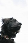Портрет чёрной собаки — стоковое фото