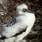 Наска міни птах — стокове фото