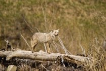 Coyote sta sul tronco — Foto stock