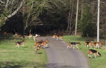 Gruppe von Beagles rennt — Stockfoto