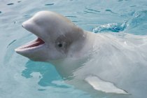 Ballena Beluga en cautiverio - foto de stock