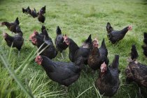Group Of Black Roosters — Stock Photo