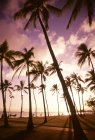 Пальмовые деревья и желтое закатное небо — стоковое фото
