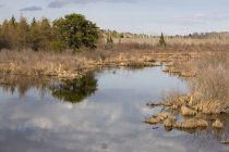 Nuages reflétés dans un étang — Photo de stock