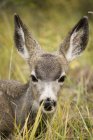 Cerf mulet dans l'herbe — Photo de stock