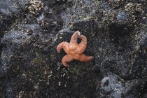 Starfis arancione sulla roccia — Foto stock