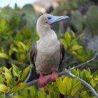 Red-Footed Booby — Stock Photo