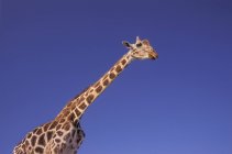 Masai Giraffe, Serengeti, África — Fotografia de Stock