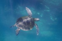 Морська черепаха плавання — стокове фото