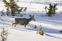 Deer Crossing Snowy Field — Stock Photo