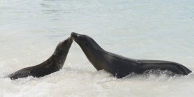 Due leoni marini — Foto stock