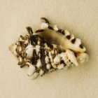 Невеликий барвисті Seashell — стокове фото