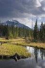 Beaver Pond And Mount Baldy — Stock Photo