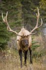 Large Male Elk — Stock Photo