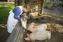 Женщина кормит свиней — стоковое фото
